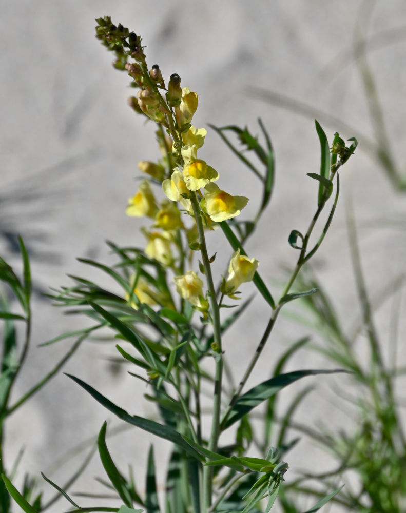 Image of Linaria vulgaris specimen.