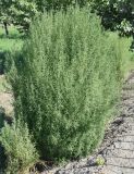 Bassia scoparia f. trichophylla