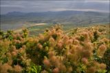 Cotinus coggygria