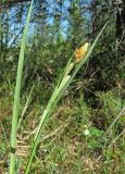 Carex aquatilis