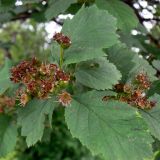 Crataegus sanguinea. Верхушка побега с завязавшимися плодами. Свердловская обл., Первоуральский городской округ, окрестности ж.-д. станции Хрустальная, в культуре. 12.06.2011.