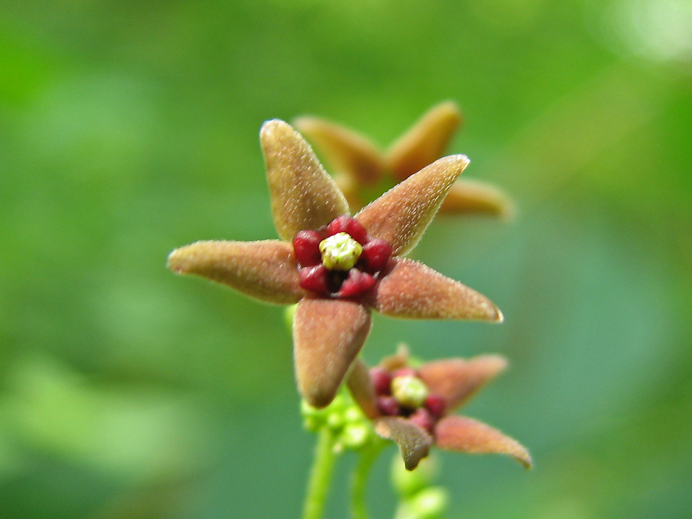 Image of Vincetoxicum ucrainicum specimen.