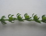 Lappula squarrosa. Часть соплодия. Новосибирская обл., Карасукский р-н, с. Благодатное. 06.07.2011.