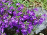 Ziziphora alpicola. Соцветия. Черногория, Динарское нагорье, горный массив Дурмитор. 05.07.2011.