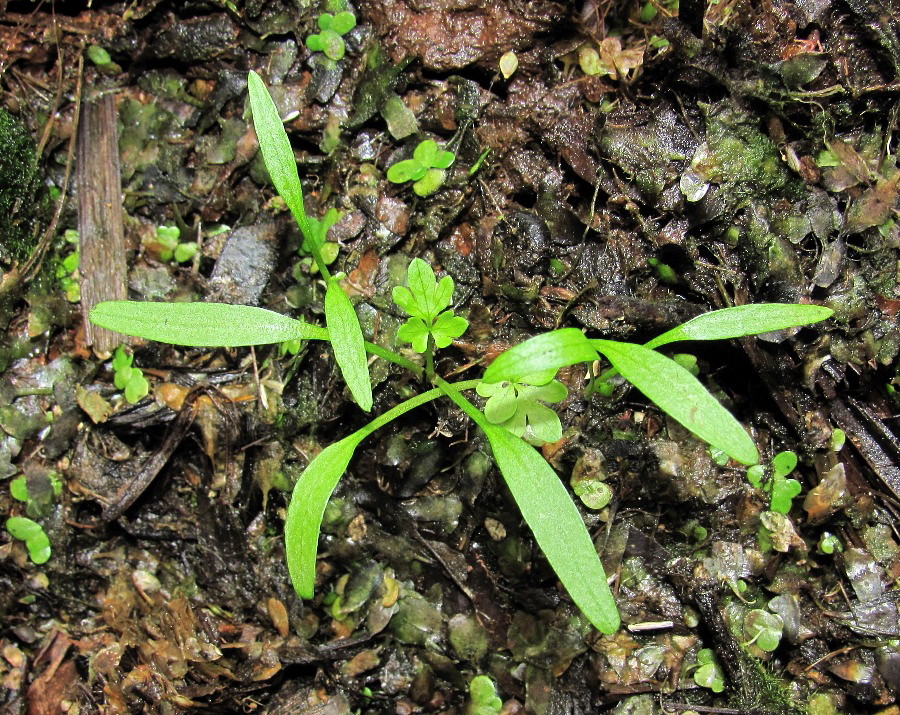 Image of Oenanthe aquatica specimen.