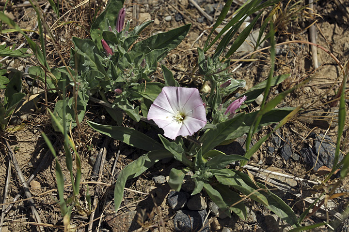 Изображение особи Convolvulus lineatus.