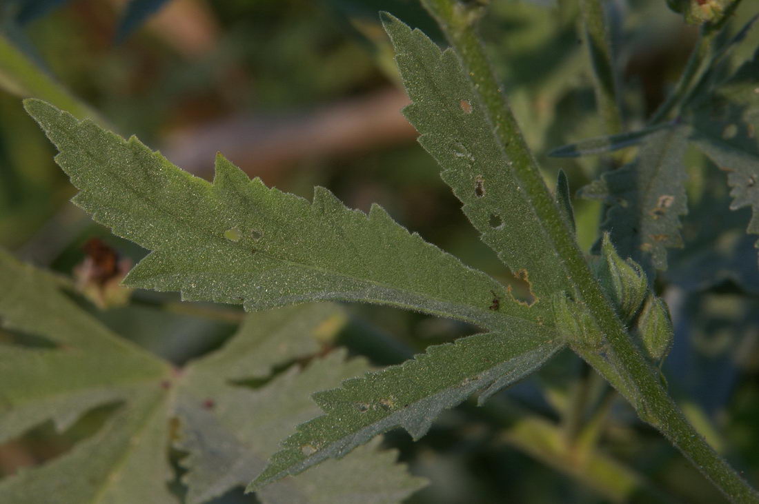 Изображение особи Althaea taurinensis.