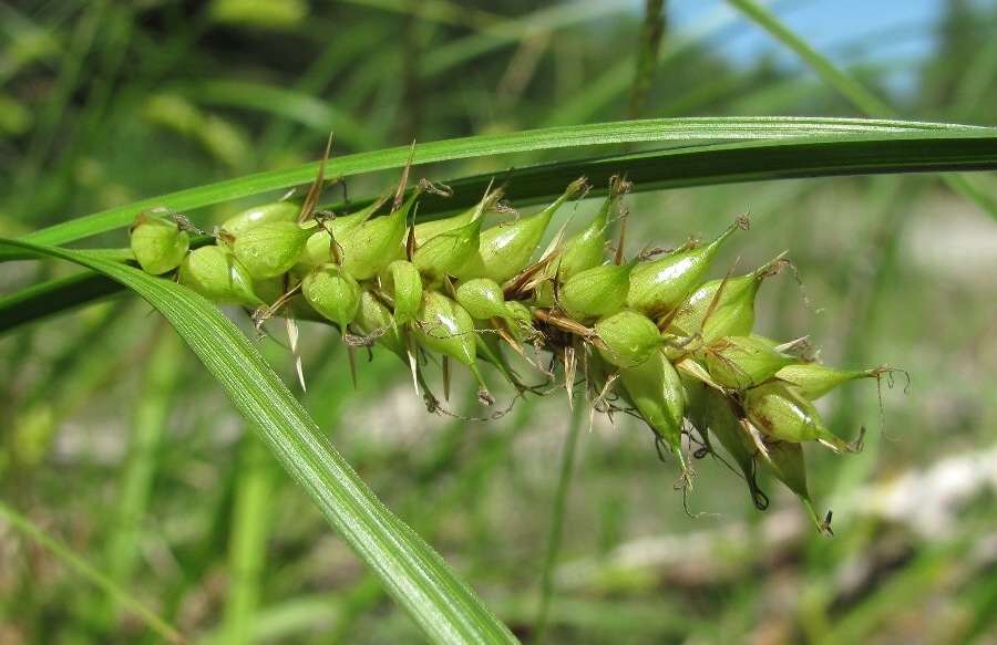 Изображение особи Carex vesicaria.