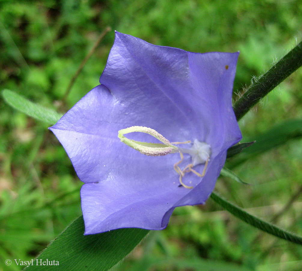 Изображение особи Campanula persicifolia.