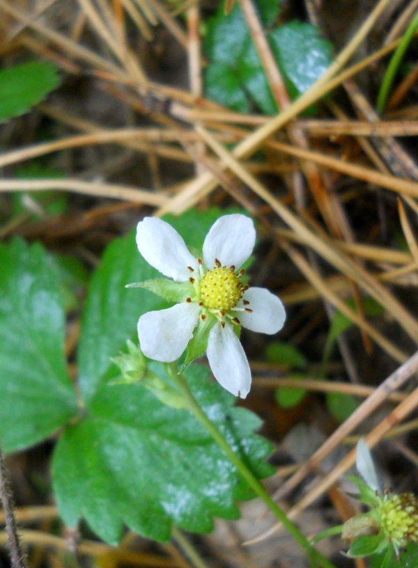 Изображение особи Fragaria vesca.