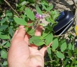 Lathyrus japonicus ssp. maritimus