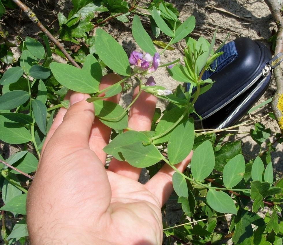 Image of Lathyrus japonicus ssp. maritimus specimen.