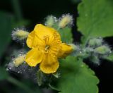 Chelidonium majus