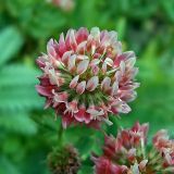 Trifolium hybridum