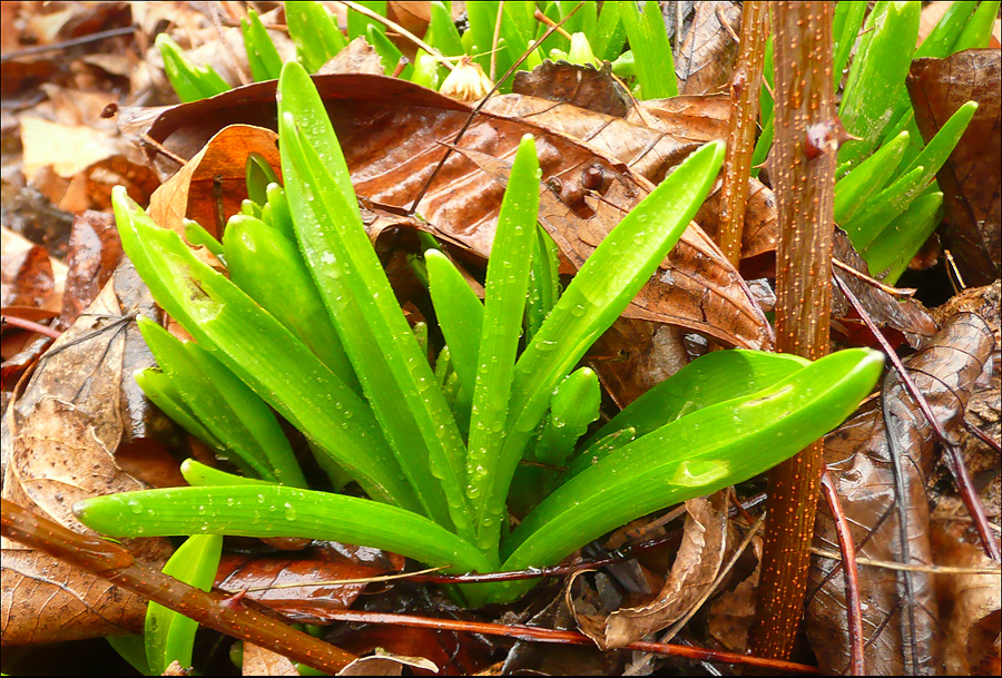 Image of Hyacinthus orientalis specimen.