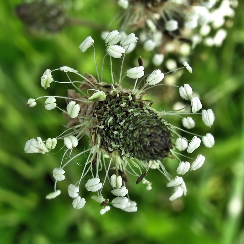 Image of Plantago lanceolata specimen.