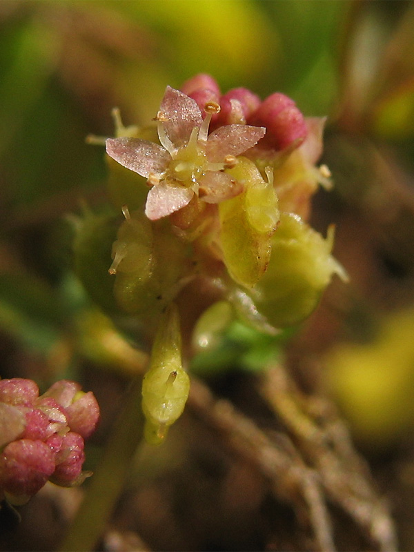 Изображение особи Hydrocotyle vulgaris.