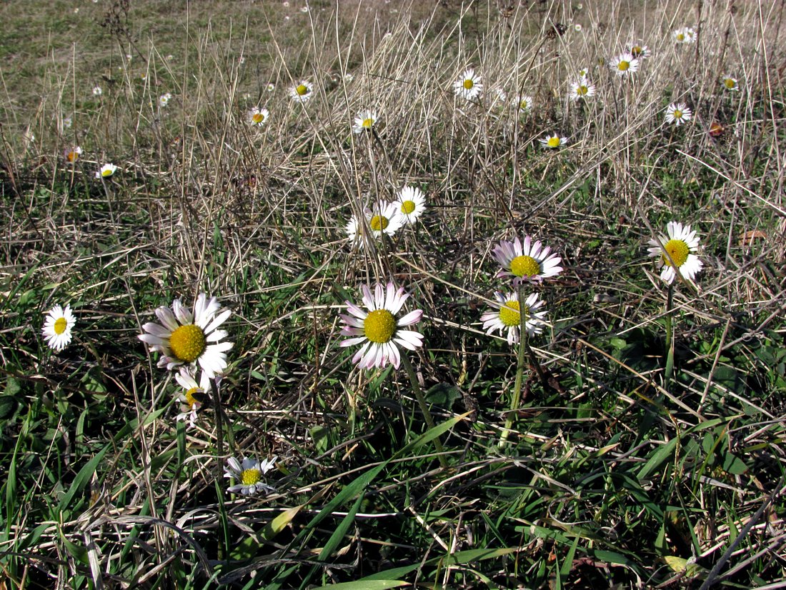 Image of Bellis sylvestris specimen.