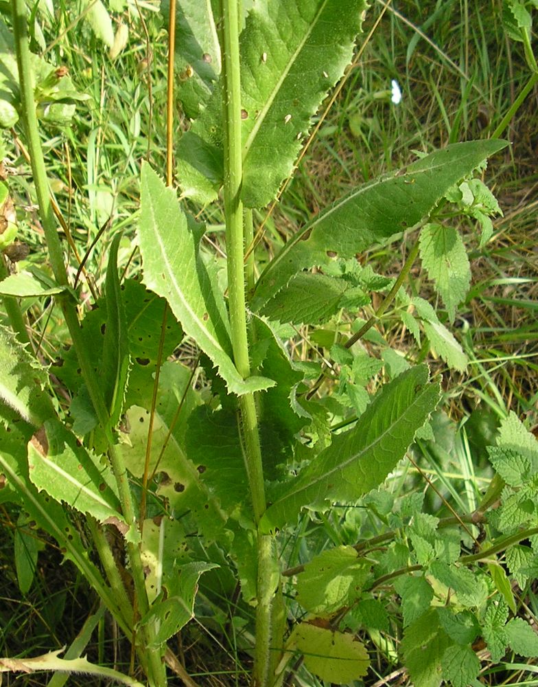 Изображение особи Cichorium intybus.