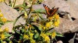Solidago virgaurea ssp. caucasica