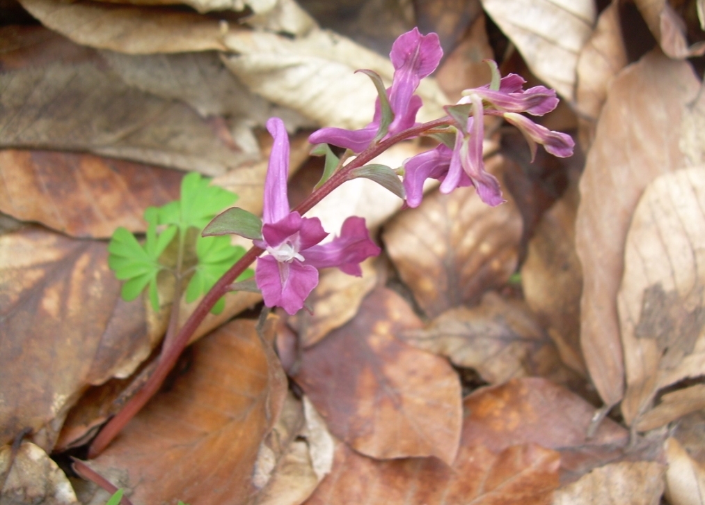 Изображение особи Corydalis caucasica.