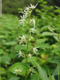 Echinocystis lobata. Тычиночное соцветие. Украина, Львовская обл., Бродовский р-н, с. Подгорцы, рудеральное местообитание. 31 августа 2008 г.