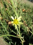 Tragopogon soltisiorum