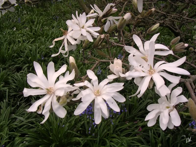 Image of Magnolia stellata specimen.