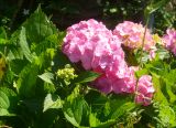 Hydrangea macrophylla. Листья и распустившиеся соцветия. Италия, регион Эмилия-Романья, пров. Пьяченца, Феррьере, в культуре. 21 июля 2010 г.