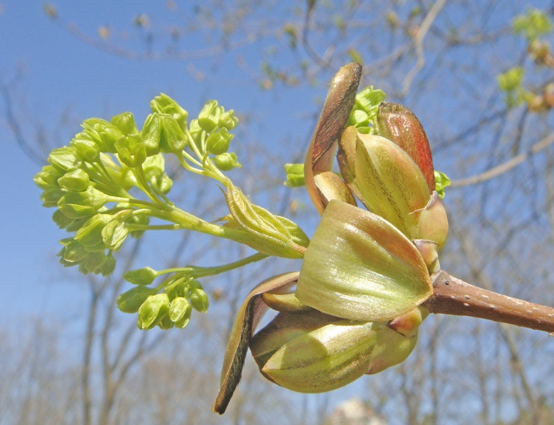 Изображение особи Acer platanoides.