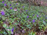 Vinca pubescens