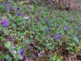 Vinca pubescens