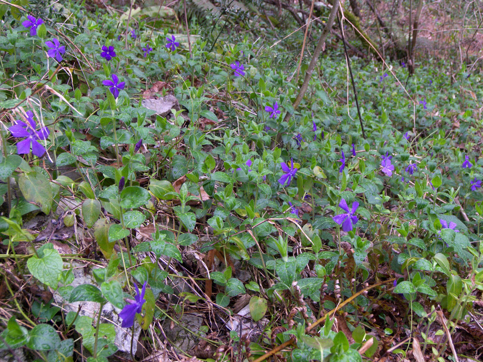 Изображение особи Vinca pubescens.