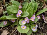 Primula vulgaris