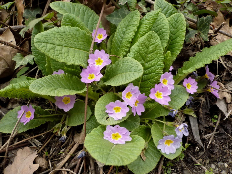 Image of Primula vulgaris specimen.
