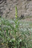 Reseda lutea