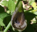 Aristolochia iberica