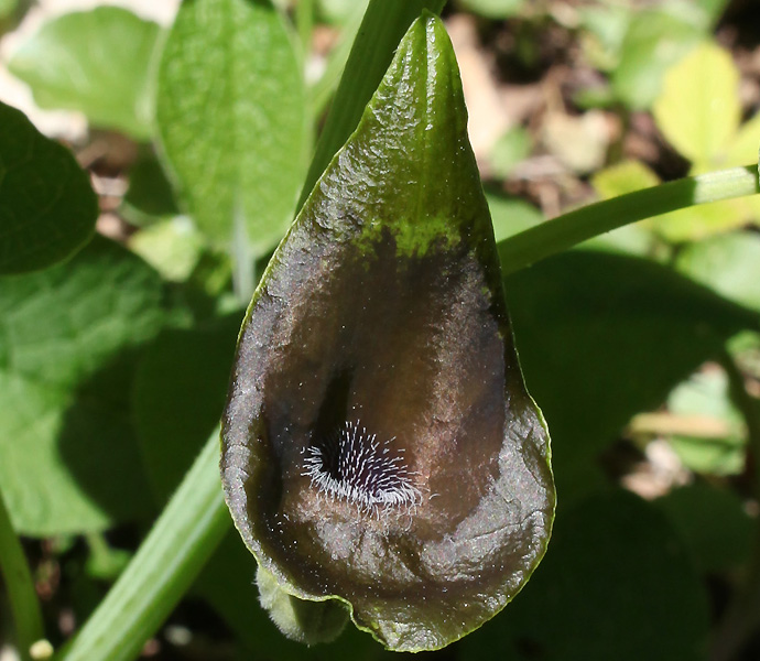 Изображение особи Aristolochia iberica.