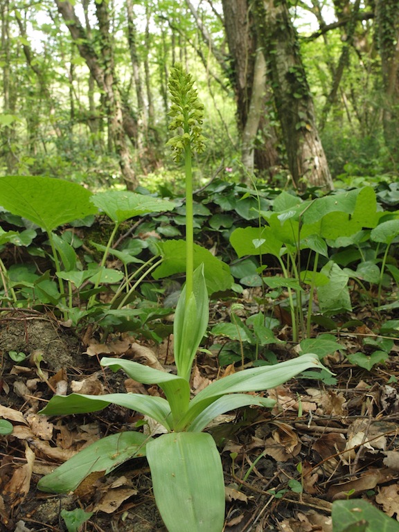Image of Orchis punctulata specimen.