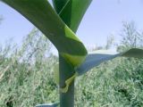 Arundo donax