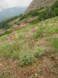 Jurinea roegneri. Цветущее растение. Крым, гора Северная Демерджи. 2 июня 2012 г.