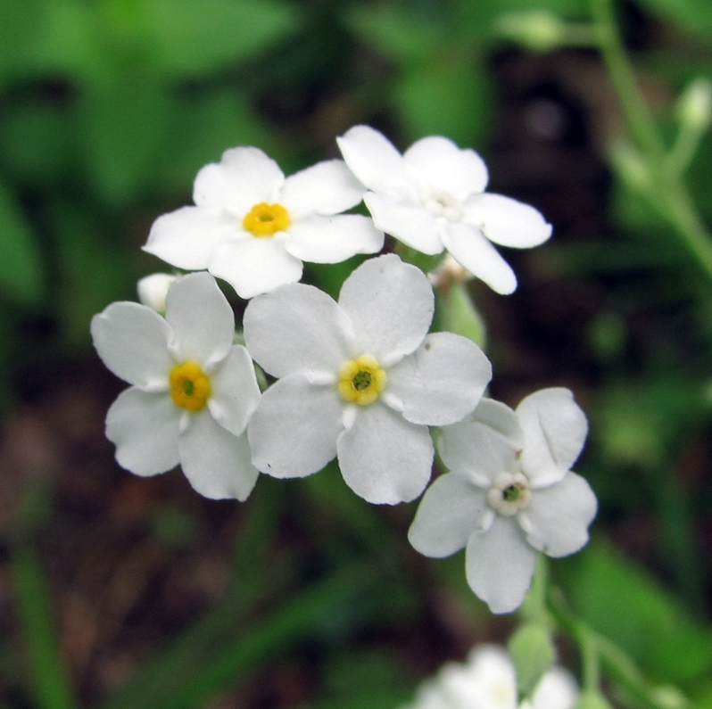 Image of Myosotis sylvatica specimen.