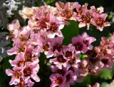 Bergenia crassifolia