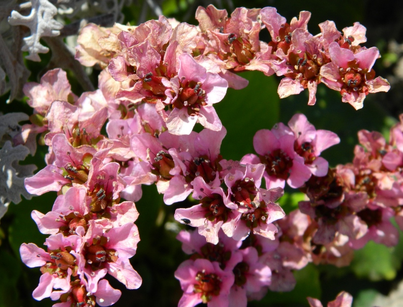 Image of Bergenia crassifolia specimen.