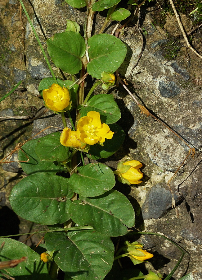 Изображение особи Lysimachia nummularia.