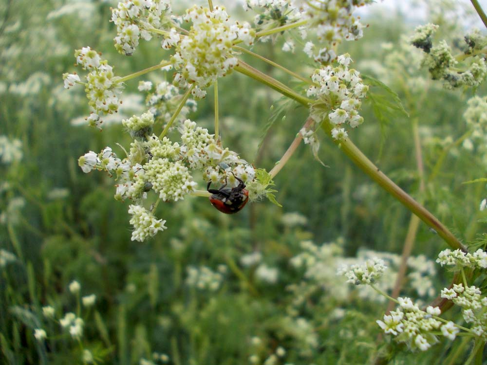 Изображение особи Sphallerocarpus gracilis.