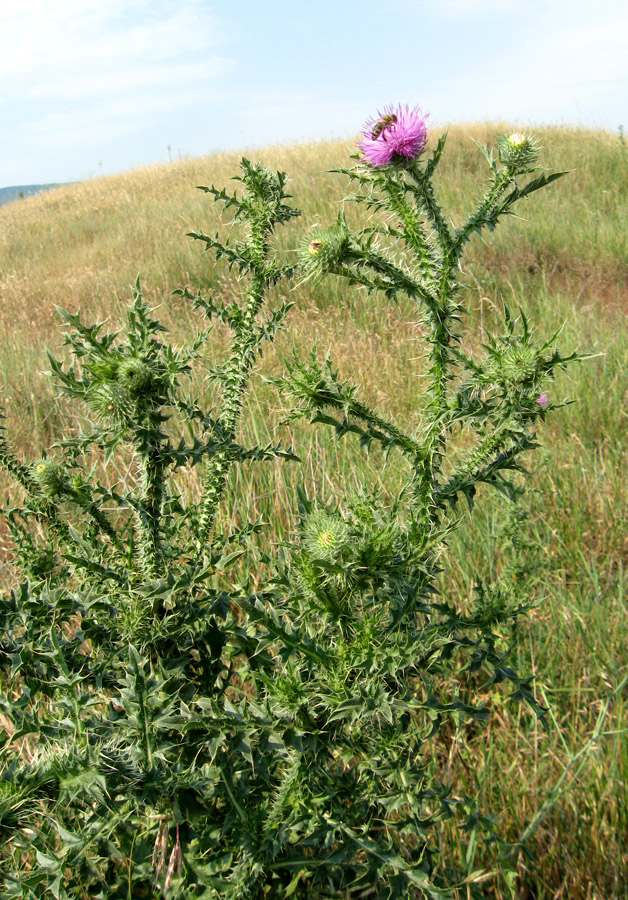 Изображение особи Carduus acanthoides.