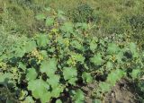 Xanthium orientale