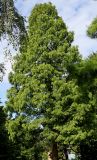 Metasequoia glyptostroboides