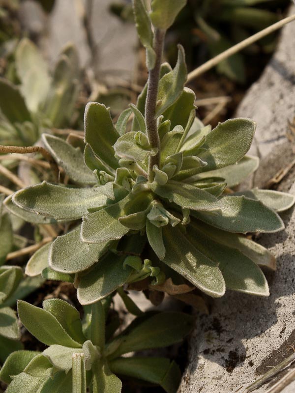 Изображение особи Schivereckia podolica.